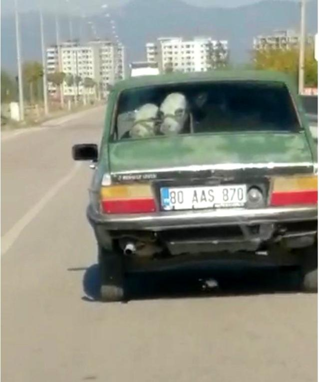 Otomobilin arka koltuğuna bir değil iki dana oturttu